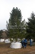 Крупномер Кедра сибирского (Сосны сибирской кедровой) в питомнике - подготовка к посадке (весна, март)