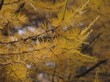 Осенняя хвоя дерева Лиственница европейская (Лиственница опадающая) (Larix decidua)