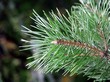     (Pinus sylvestris)