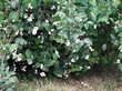 ��������� ������������� ����� (������������� ���������) � �����
