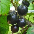 Плодовые крупномеры и саженцы Смородина черная Чёрный жемчуг