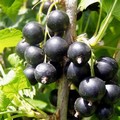 Плодовые крупномеры и саженцы Смородина черная Багира
