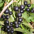 Плодовые крупномеры и саженцы Смородина черная Ажурная
