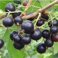 Плодовые крупномеры и саженцы Смородина черная Деликатес