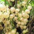 Плодовые крупномеры и саженцы Смородина красная Баяна (белоплодная)