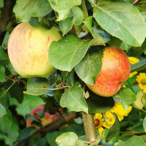 Яблоня домашняя Орловское полосатое