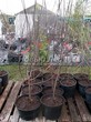 Саженцы и плодовые крупномерные деревья Слива домашняя Евразия 21