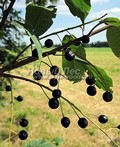   (Prunus padus (Padus racemosa))