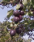 Плодовые крупномеры и саженцы Абрикос Чёрный бархат