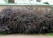 ����� �������� �� ���������� �������� �������� ��������� ������� (��������) (Berberis x ottawensis 'Superba') - 101