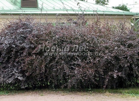 Живые изгороди: свободно растущие растения в изгороди из Барбариса оттавского Суперба (высота 2 метра, лето, Москва)