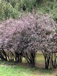 ����� �������� �� ���������� �������� �������� ��������� ������� (��������) (Berberis x ottawensis 'Superba') - 102