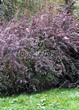 ����� �������� �� ���������� �������� �������� ��������� ������� (��������) (Berberis x ottawensis 'Superba') - 103