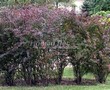 ����� �������� �� ���������� �������� �������� ��������� ������� (��������) (Berberis x ottawensis 'Superba') - 105