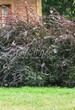 ����� �������� �� ���������� �������� �������� ��������� ������� (��������) (Berberis x ottawensis 'Superba') - 106