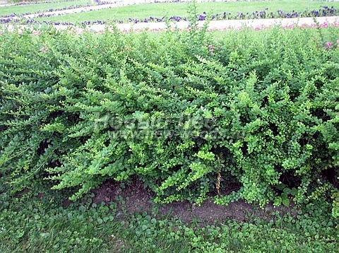 Живая изгородь из лиственных растений Барбарис Тунберга (Berberis thunbergii)
