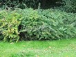 Живая изгородь из лиственных растений Барбарис Тунберга (Berberis thunbergii) - 104