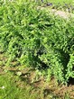 Живая изгородь из лиственных растений Барбарис Тунберга (Berberis thunbergii) - 106