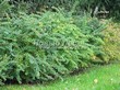 Живая изгородь из лиственных растений Барбарис Тунберга (Berberis thunbergii) - 108