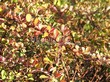 Живая изгородь из лиственных растений Барбарис Тунберга (Berberis thunbergii) - 109