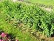 Живая изгородь из лиственных растений Барбарис Тунберга (Berberis thunbergii) - 110