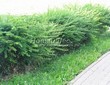 Живая изгородь из лиственных растений Барбарис Тунберга (Berberis thunbergii) - 111