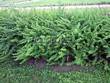 Живая изгородь из лиственных растений Барбарис Тунберга (Berberis thunbergii) - 113