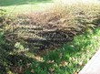 Живая изгородь из лиственных растений Барбарис Тунберга (Berberis thunbergii) - 114