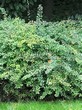 Живая изгородь из лиственных растений Барбарис Тунберга (Berberis thunbergii) - 116