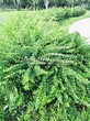 Живая изгородь из лиственных растений Барбарис Тунберга (Berberis thunbergii) - 117