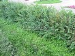Живая изгородь из лиственных растений Барбарис Тунберга (Berberis thunbergii) - 119