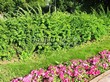 Живая изгородь из лиственных растений Барбарис Тунберга (Berberis thunbergii) - 120
