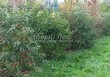 ����� �������� �� ���������� �������� ��������� ����������� (Euonymus europaeus) - 101