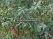 ����� �������� �� ���������� �������� ��������� ����������� (Euonymus europaeus) - 102