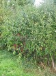 ����� �������� �� ���������� �������� ��������� ����������� (Euonymus europaeus) - 103