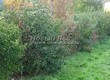 ����� �������� �� ���������� �������� ��������� ����������� (Euonymus europaeus) - 104