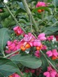 ����� �������� �� ���������� �������� ��������� ����������� (Euonymus europaeus) - 105