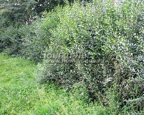 Живая изгородь из растения Бирючина обыкновенная (Ligustrum vulgare) - продажа, посадка