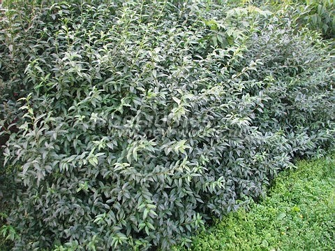 Живая изгородь из растения Бирючина обыкновенная (Ligustrum vulgare) - продажа, посадка