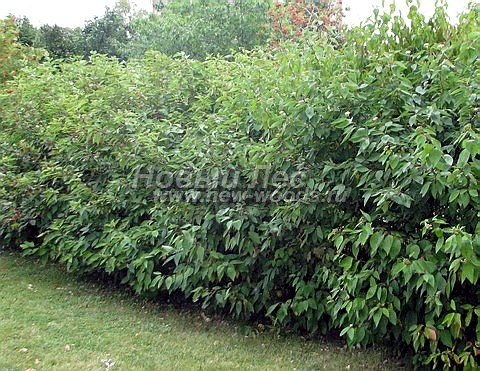 Живая изгородь из лиственных растений Дерен белый (Кизил белый) (Cornus alba)