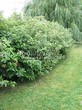 Живая изгородь из лиственных растений Дерен белый (Кизил белый) (Cornus alba) - 101