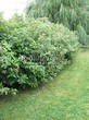 ����� �������� �� ���������� �������� ����� ����� (����� �����) (Cornus alba) - 101