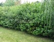 ����� �������� �� ���������� �������� ����� ����� (����� �����) (Cornus alba) - 102