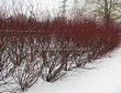 ����� �������� �� ���������� �������� ����� ����� (����� �����) (Cornus alba) - 103