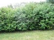 Живая изгородь из лиственных растений Дерен белый (Кизил белый) (Cornus alba) - 104
