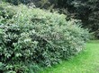 Живая изгородь из лиственных растений Дерен белый (Кизил белый) (Cornus alba) - 105