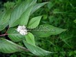 Живая изгородь из лиственных растений Дерен белый (Кизил белый) (Cornus alba) - 106