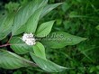 ����� �������� �� ���������� �������� ����� ����� (����� �����) (Cornus alba) - 106