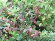 Живая изгородь из лиственных растений Дерен белый (Кизил белый) (Cornus alba) - 107