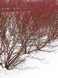 Живая изгородь из лиственных растений Дерен белый (Кизил белый) (Cornus alba) - 108